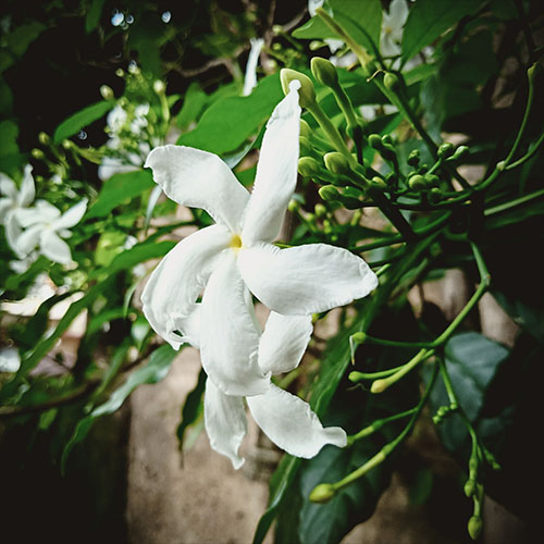 Buy Dried Jasmine Flower Online - Botanicals For Arizer Vaporizer